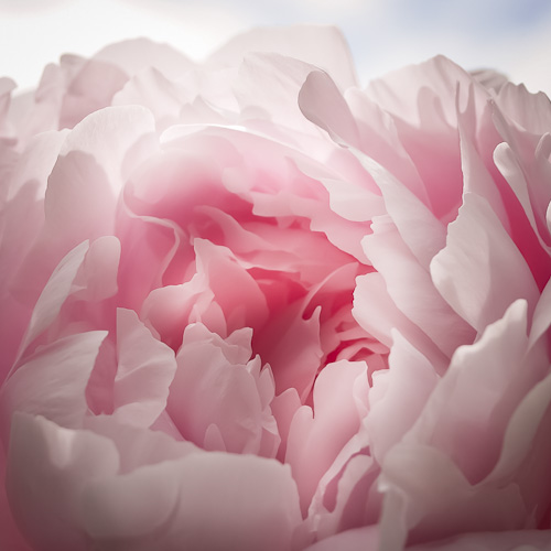 Paeonia lactiflora 'Elizabeth Peninger'