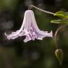 Clematis viticella 'Betty Corning'