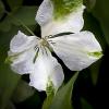 Clematis viticella 'Alba Luxurians'