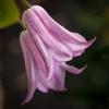Clematis texensis 'Princess Diana'