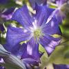 Clematis x 'Perle d'Azur'