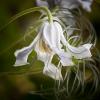 Clematis integrifolia 'Hakurei'