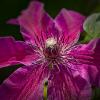 Clematis 'Huvi'