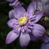 Clematis 'Blue Light'
