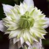 Clematis florida 'Flore Pleno'