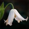 Clematis integrifolia 'Gazelle'