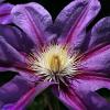 Clematis 'Barbara Jackman'