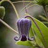 Clematis pitcheri (Bluebill)