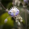 Clematis heraclifolia 'Mrs. Robert Brydon'
