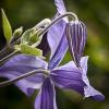 Clematis integrifolia 'Blue Bell'