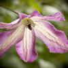 Clematis viticella 'Minuet'
