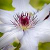 Clematis 'Snow Queen'