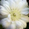 Clematis 'Dutchess of Edinburgh'