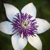 Clematis florida 'Sieboldii' 
