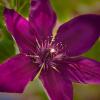 Clematis x. 'Versailles'
