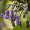 Clematis heraclifolia 'Alan Bloom'