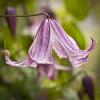 Clematis texensis 'Pagoda'
