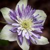 Clematis florida 'Vienetta'