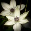 Clematis florida 'Pistachio'