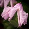 Clematis integrifolia 'Alionushka'