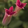 Clematis texensis 'Sir Trevor Lawrence'