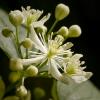 Clematis virginiana 'Virgins Bower'