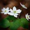 Anemonella  thalictroides (Rue anemone)