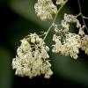 Thilactrum dasycarpum (Purple Meadow Rue)