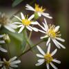 Doellingeria umbellata (Flat Top White Aster)