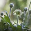 Anemone virginiana (Thimbleweed)
