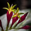 Spigelia marilandica (Indian Pink)