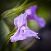 Mimulus ringens (Monkey Flower)