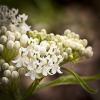 Asclepias incarnata 'Ice Ballet'