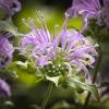 Monarda fistulosa (Wild Bergamot)