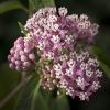 Asclepias incarnata (Swamp Milkweed)