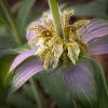 Monarda punctata (Horsemint, Dotted Mint)