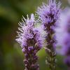 Liatris spicata (Marsh Blazing Star)