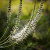Veronicastrum virginicum (Culver's root) 