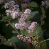 Spiraea tomentosa (Steeplebush)