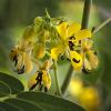 Cassia hebecarpa (Wild Senna)
