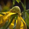 Rudbeckia laciniata (Cutleaf Coneflower)