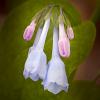 Mertensia virginiana (Virginia Bluebells)