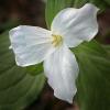 Trillium grandiflorum (Large-flowered Trillium)
