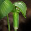 Arisema triphyllum (Jack in the Pulpit)
