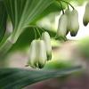 Polygonatum biflorum (Smooth Solomon's Seal)