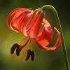 Lilium michiganense (Michigan Lily)