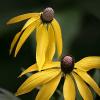 Ratibida pinnata (Gray Headed Coneflower)