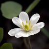 Jeffersonia diphylla (Twinleaf)