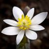 Sanguinaria canadensis (Bloodroot)