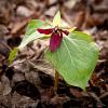 Trillium_erectum_7300_500x